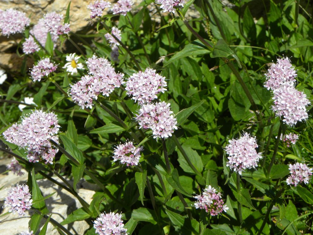 Valeriana montana